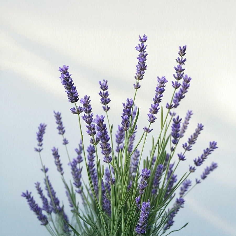 L'HERITIER SUPREME DE LA FOUGERE BLEUE